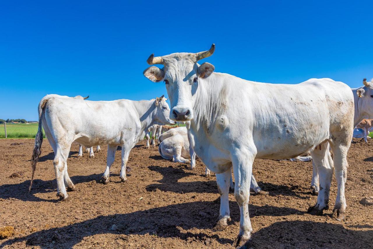 פופולוניה Agriturismo Gli Etruschi מראה חיצוני תמונה