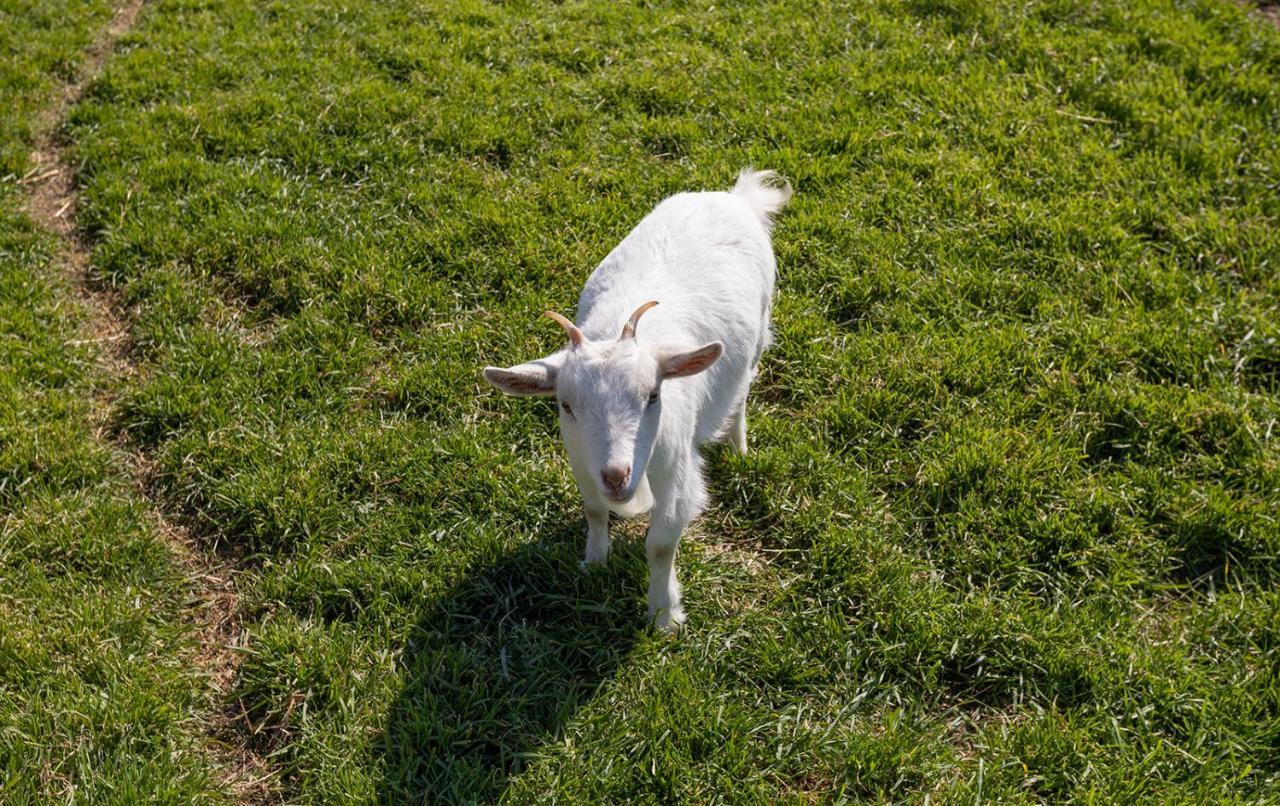 פופולוניה Agriturismo Gli Etruschi מראה חיצוני תמונה